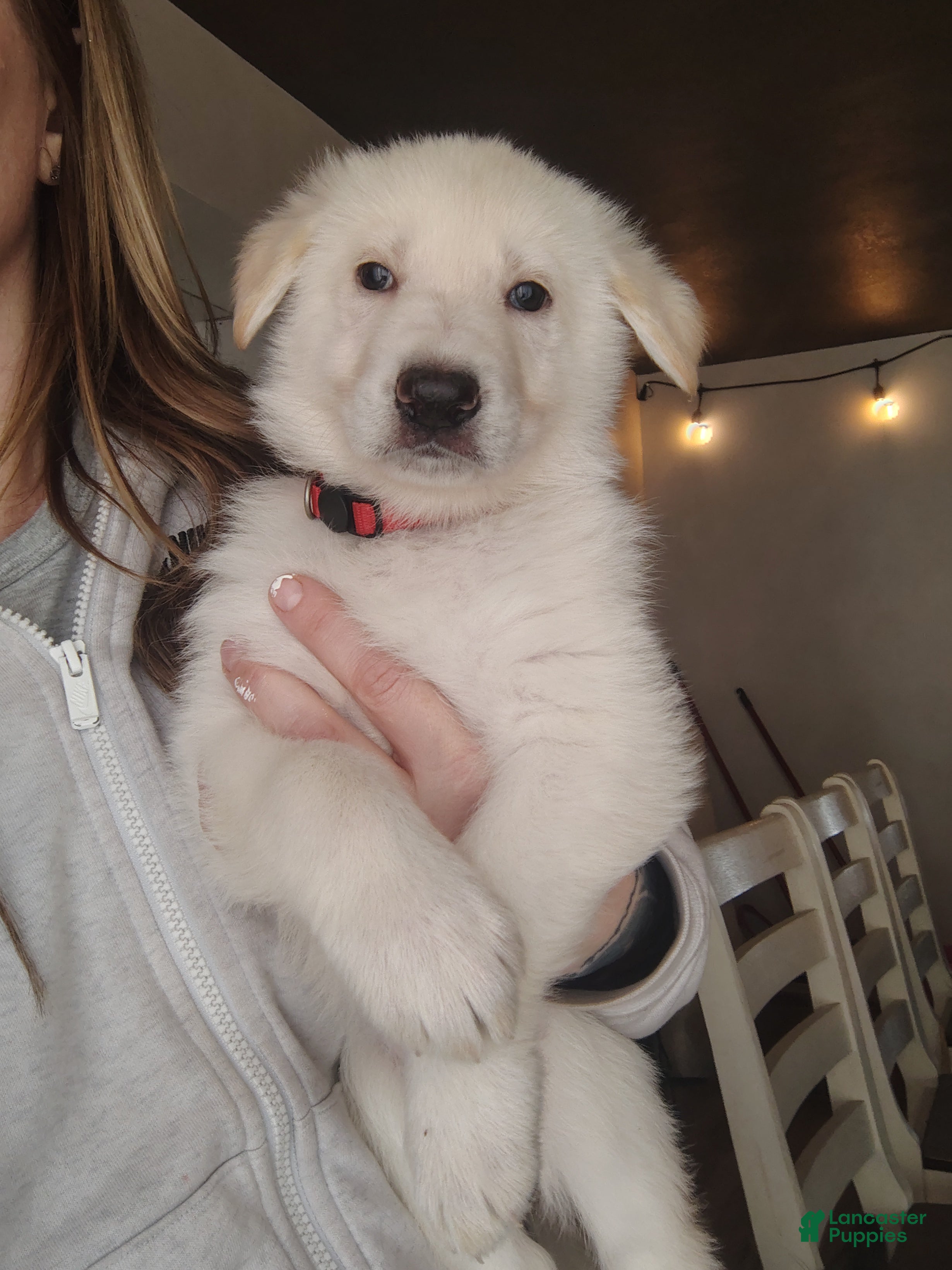 German Shepherd dogs Elsa - Ad 1