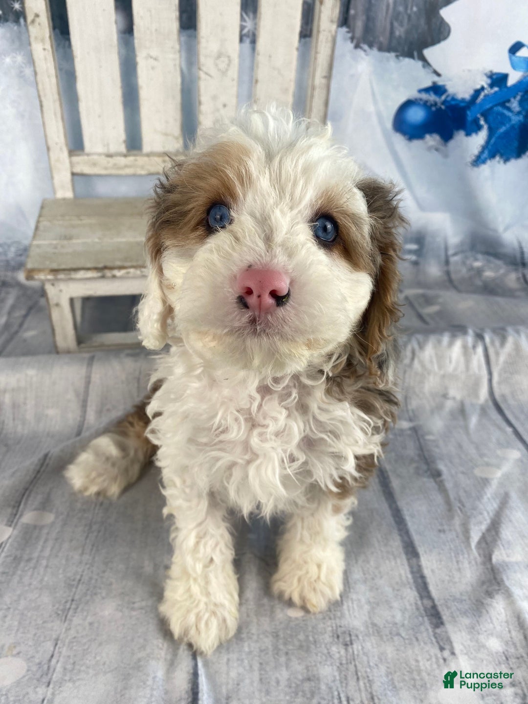 Cavapoo dogs for sale: Blue - Ad 4