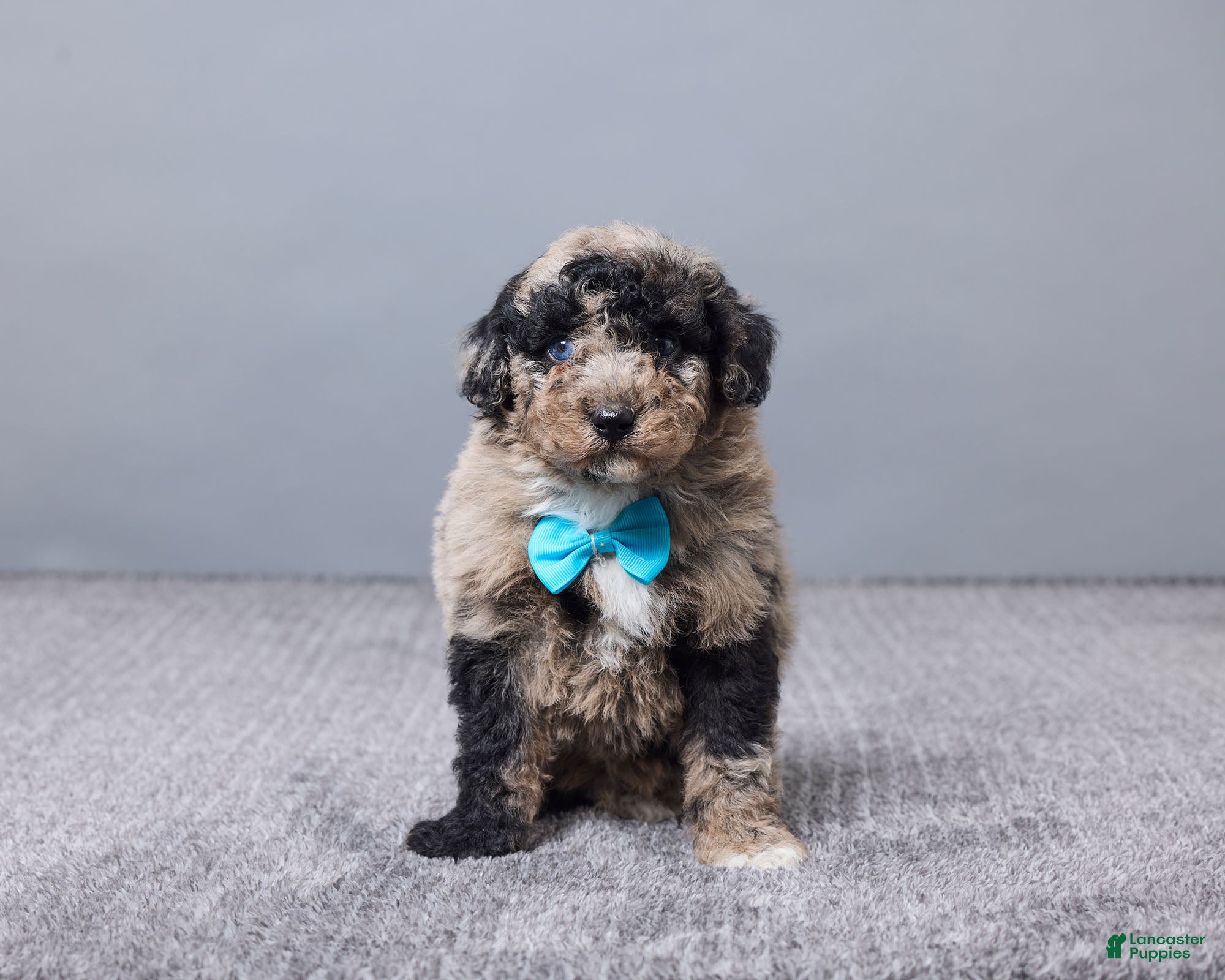 Sheepadoodle dogs Francois - Ad 4