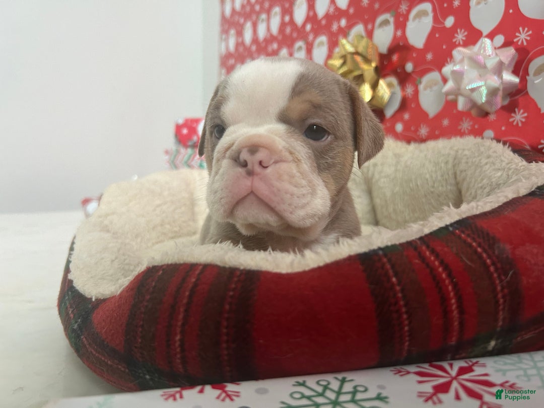 English Bulldog dogs for sale: Cooper - Ad 2