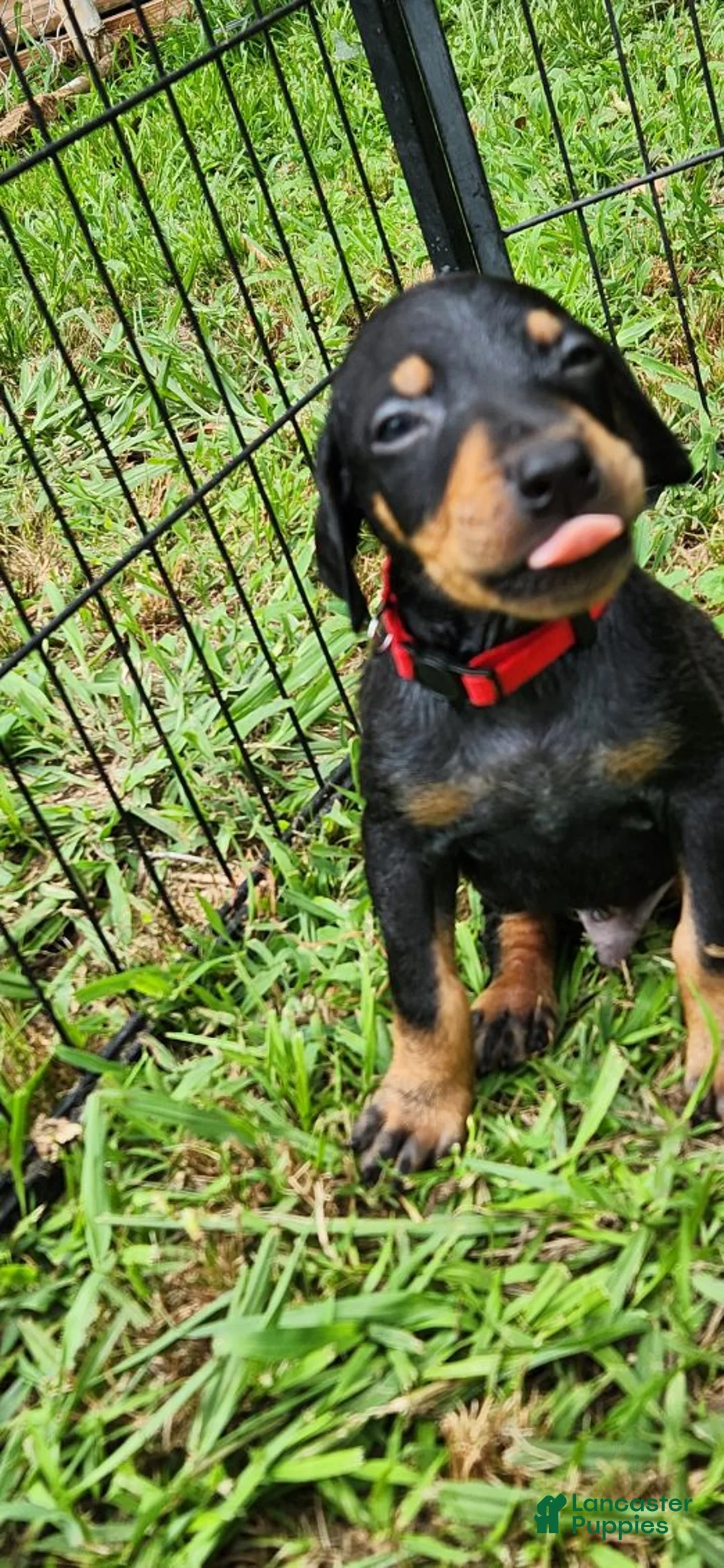 Doberman Pinscher dogs for sale: Doberman Pinscher Male 4 - Ad 1