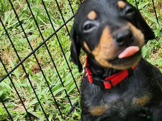 Doberman Pinscher dogs Doberman Pinscher Male 4 - Ad 7