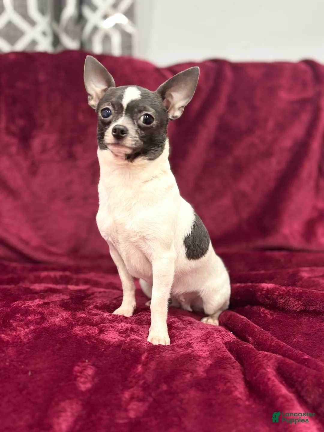 Chihuahua dogs for sale: Bella - Ad 5
