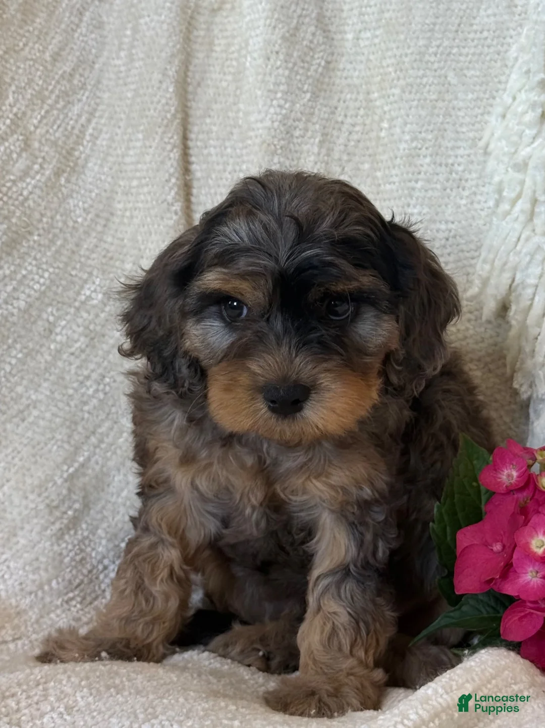 Cavapoo dogs for sale: Spencer - Ad 4