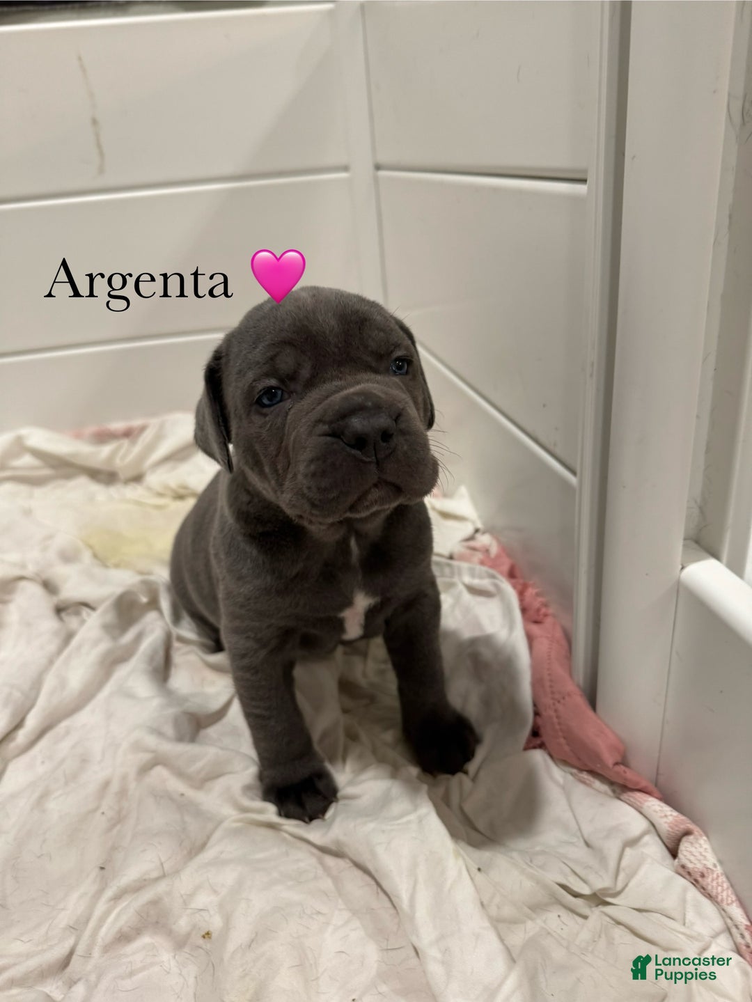 Cane Corso dogs for sale: Argenta - Ad 4