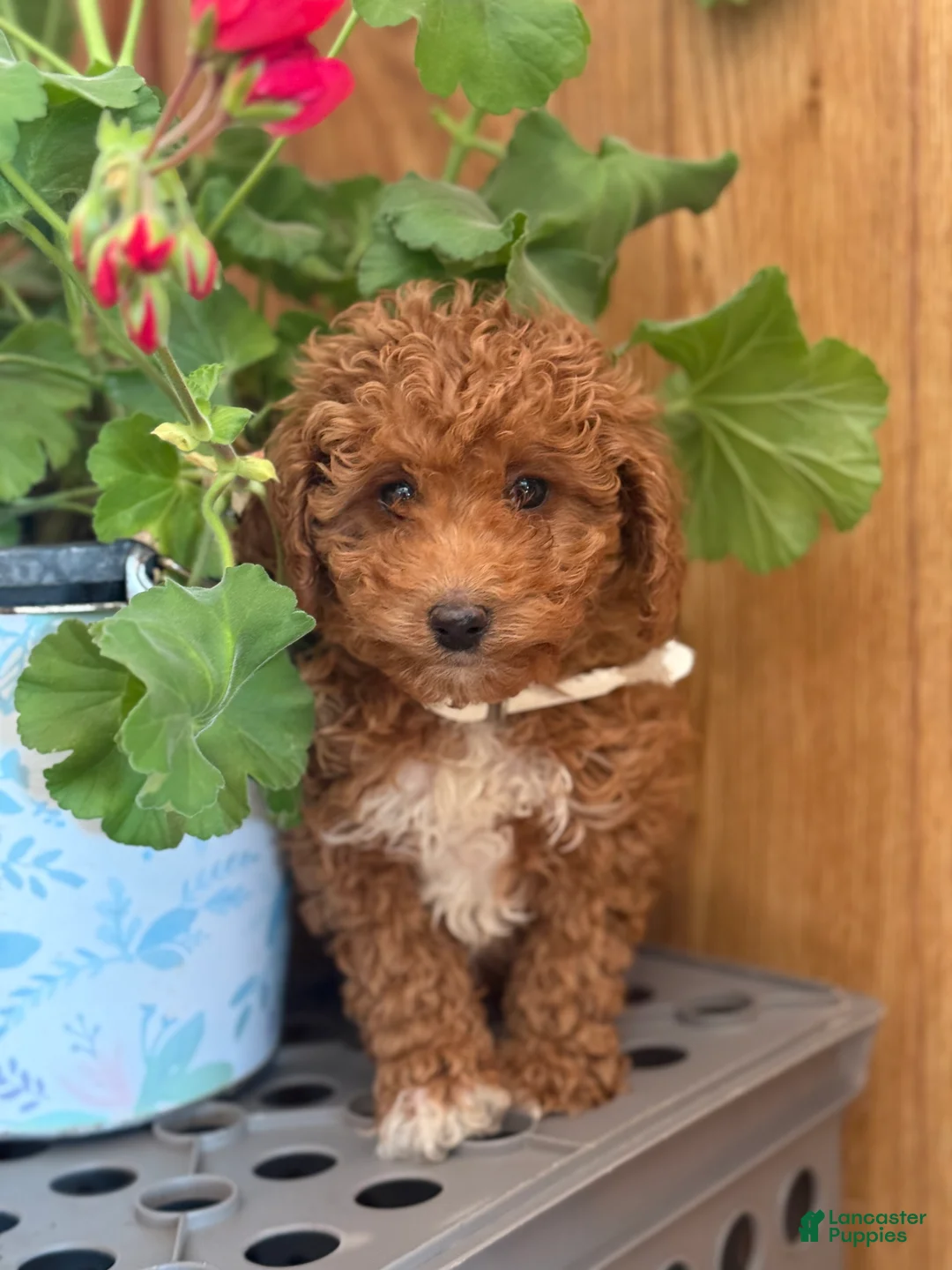Miniature Poodle dogs for sale: Regal Rufas - Ad 3