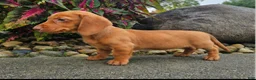 Dachshund dogs for sale: Rex - Ad 6