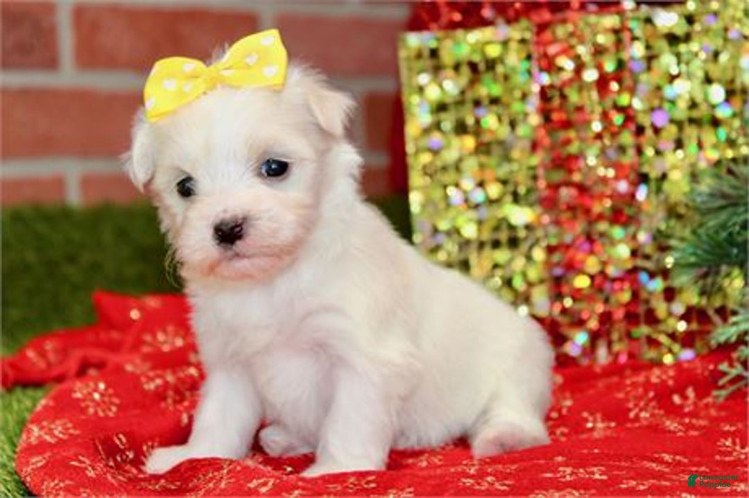 Maltese dogs for sale: Maltese Puppy 4 - Ad 2