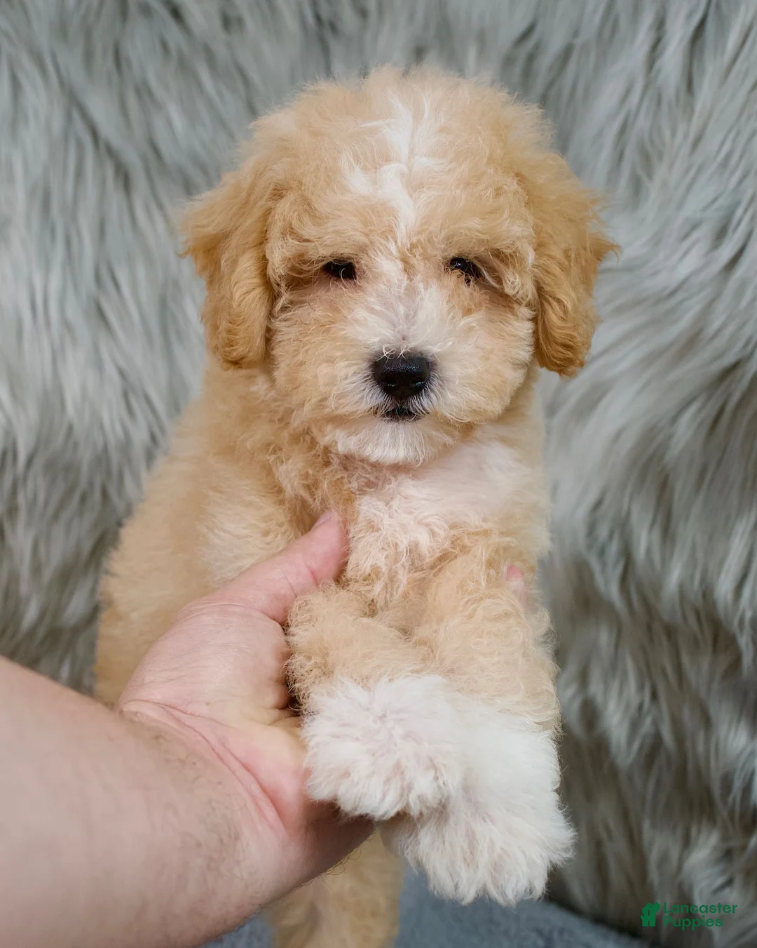 Mini Goldendoodle dogs for sale: Mini Goldendoodle 1 - Ad 5