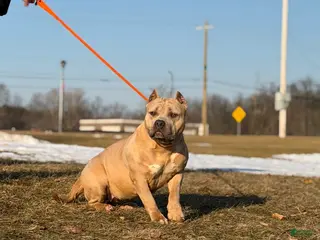 American Bully dogs Willow- SPAYED American Bully Female - Ad 7