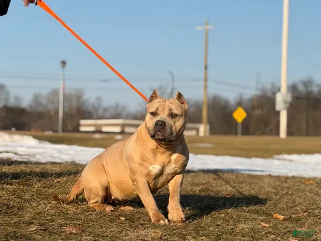American Bully dogs for sale: Willow- SPAYED American Bully Female - Ad 23