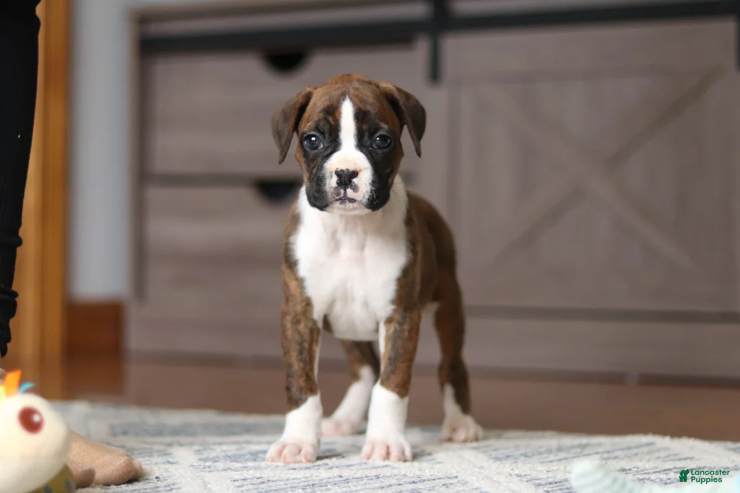 Boxer dogs for sale: Indy - Ad 1