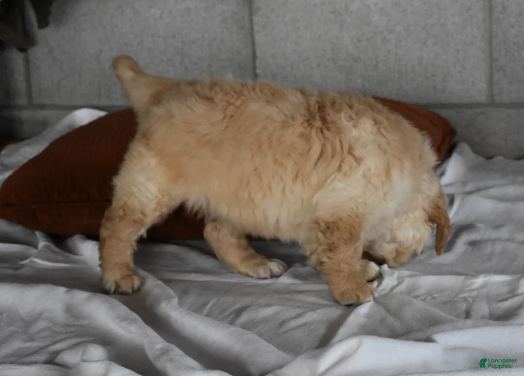 Golden Retriever dogs for sale: Buster  Genteic/OFA - Ad 11