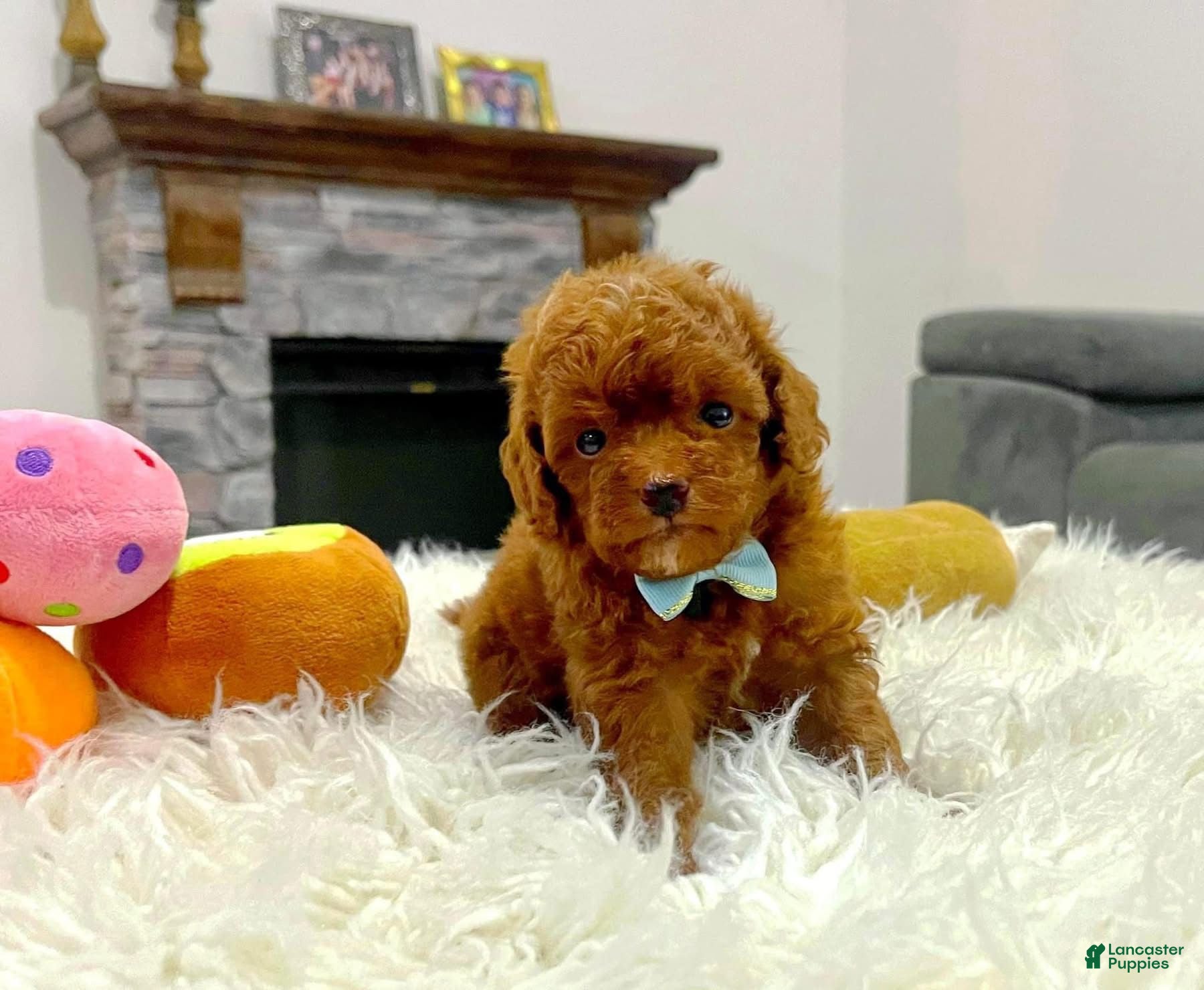 Toy Poodle dogs Teddy - Ad 10