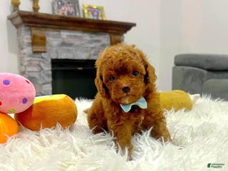 Toy Poodle dogs Teddy - Ad 10