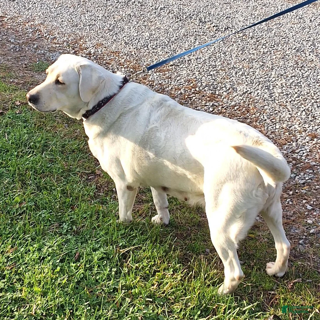 Labrador Retriever dogs for sale:  Kelly  - Ad 3