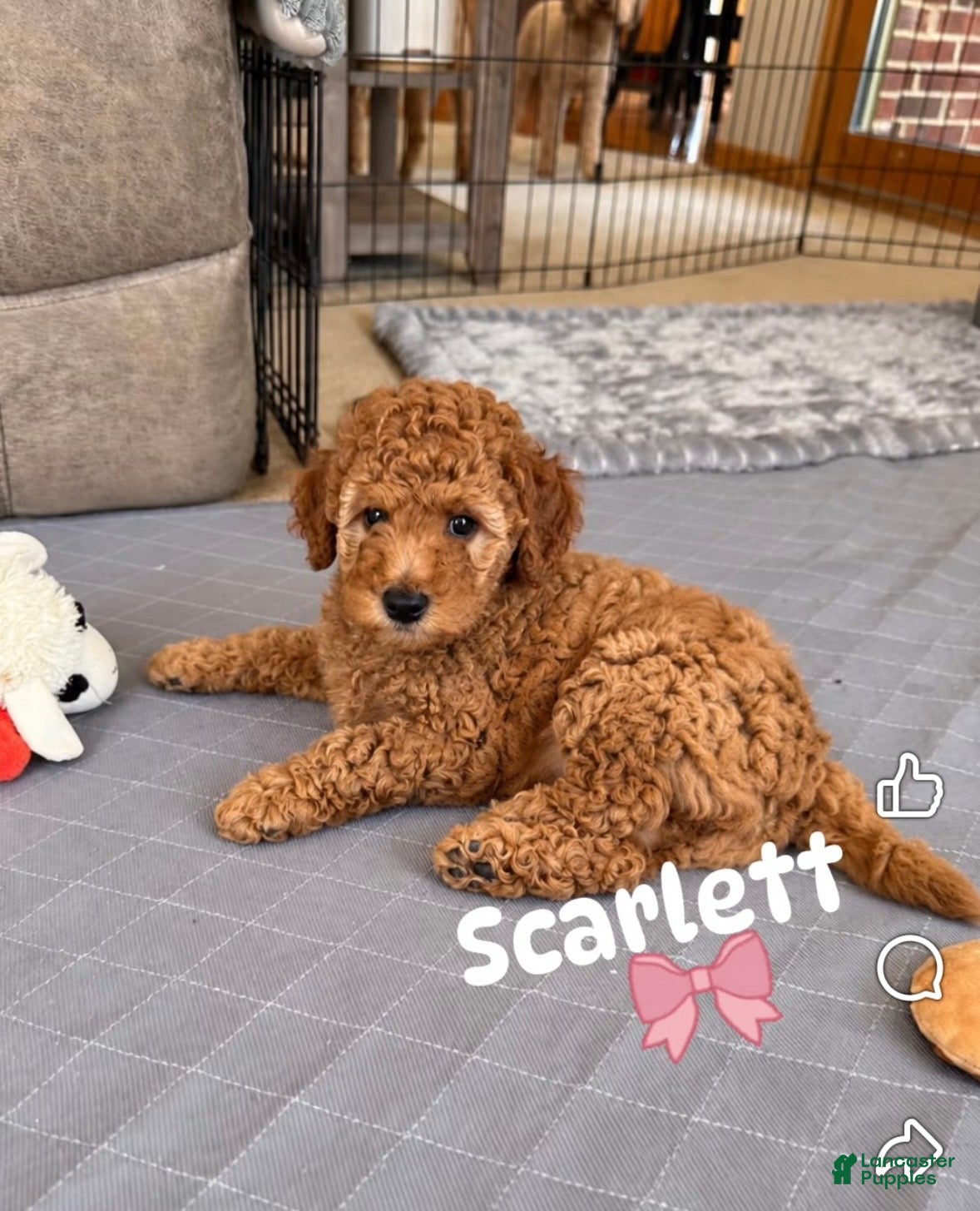 Mini Goldendoodle dogs Scarlett - Ad 2