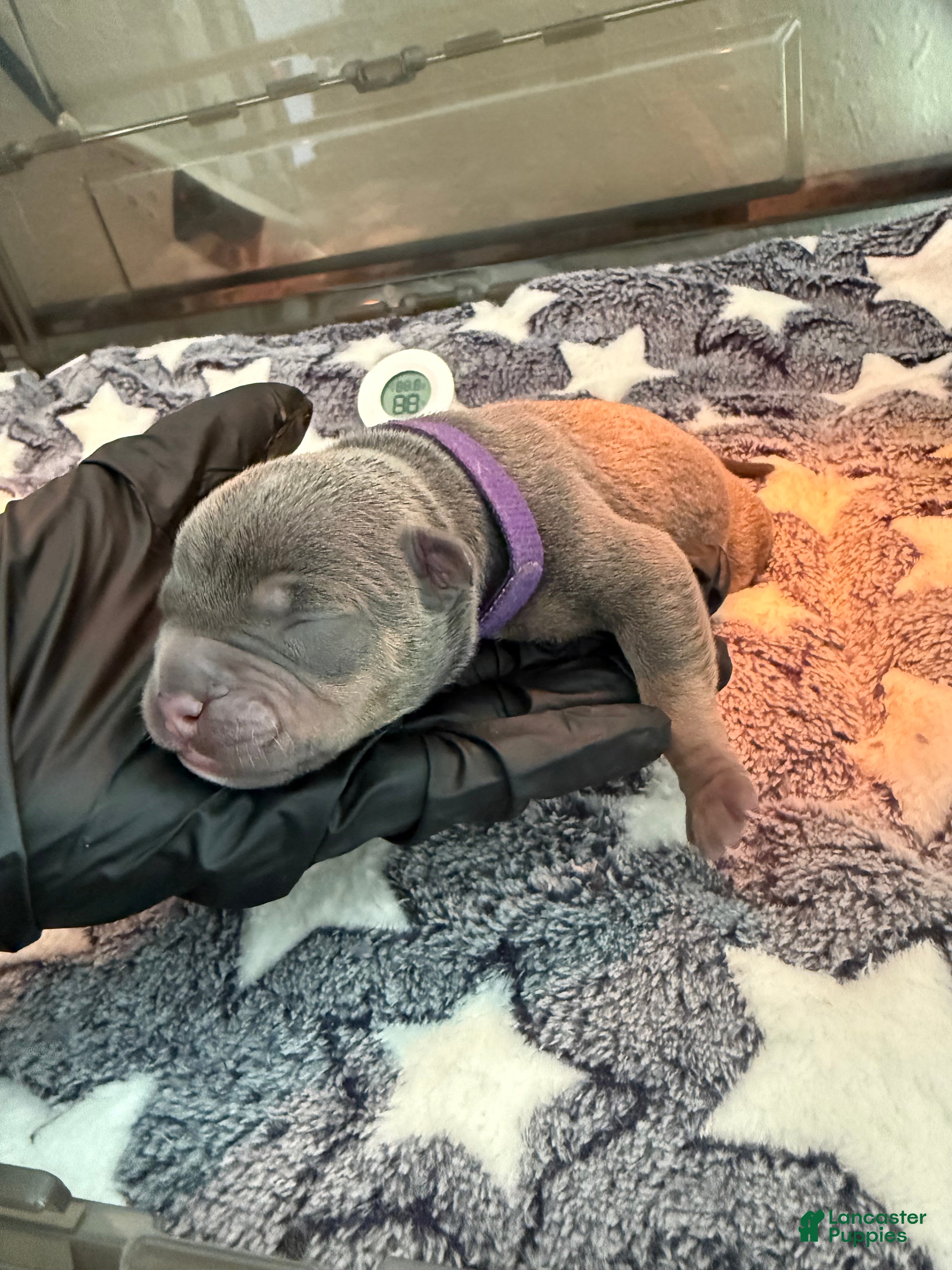 American Bully dogs American Bully 6 - Ad 36