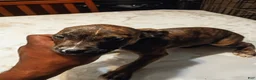 American Pit Bull Terrier dogs for sale: American Pit Bull Terrier 5 - Ad 6