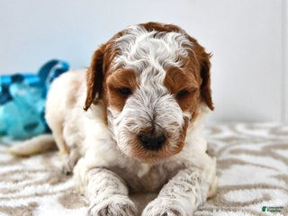 Mini Goldendoodle dogs Cooper - Ad 42