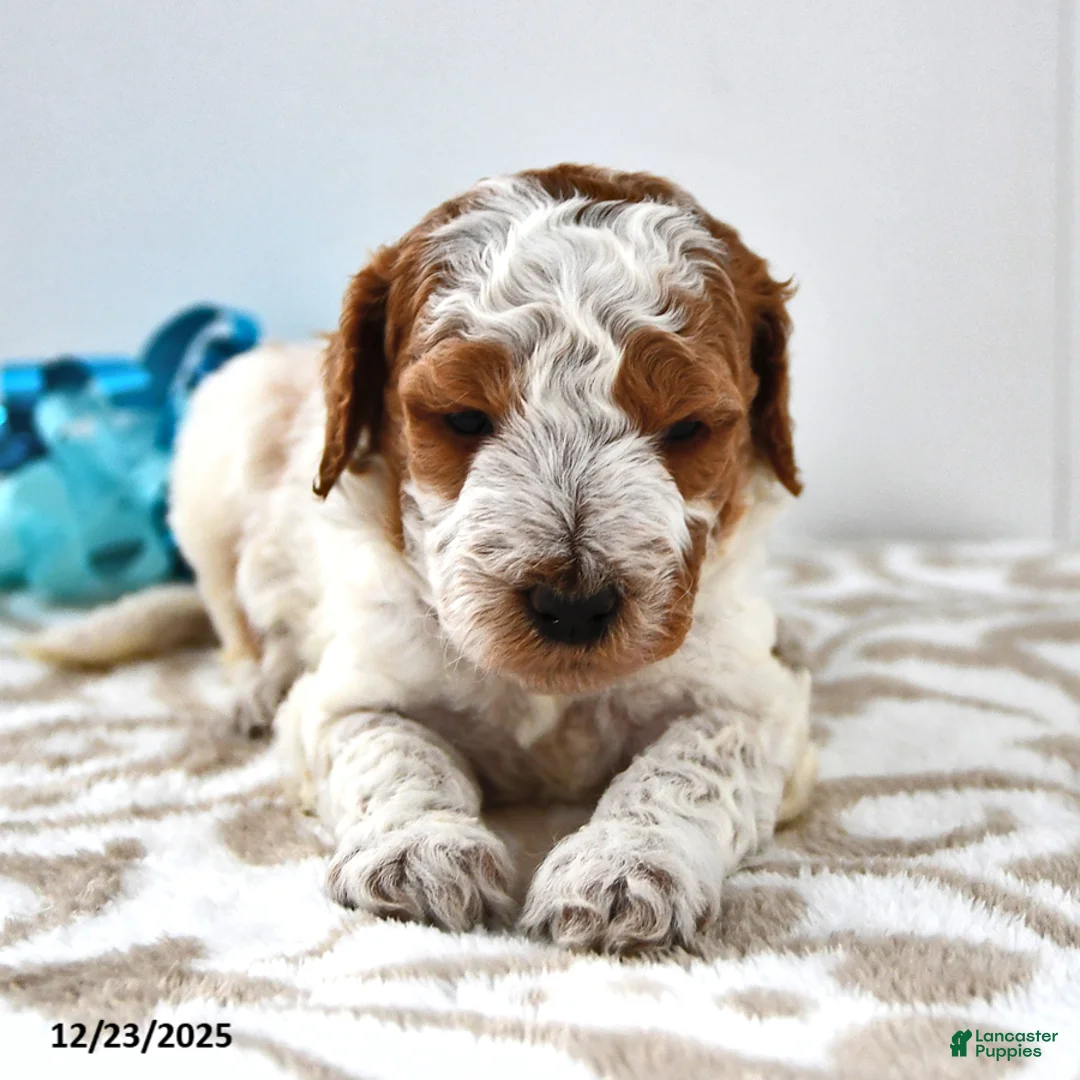 Mini Goldendoodle dogs for sale: Cooper - Ad 11