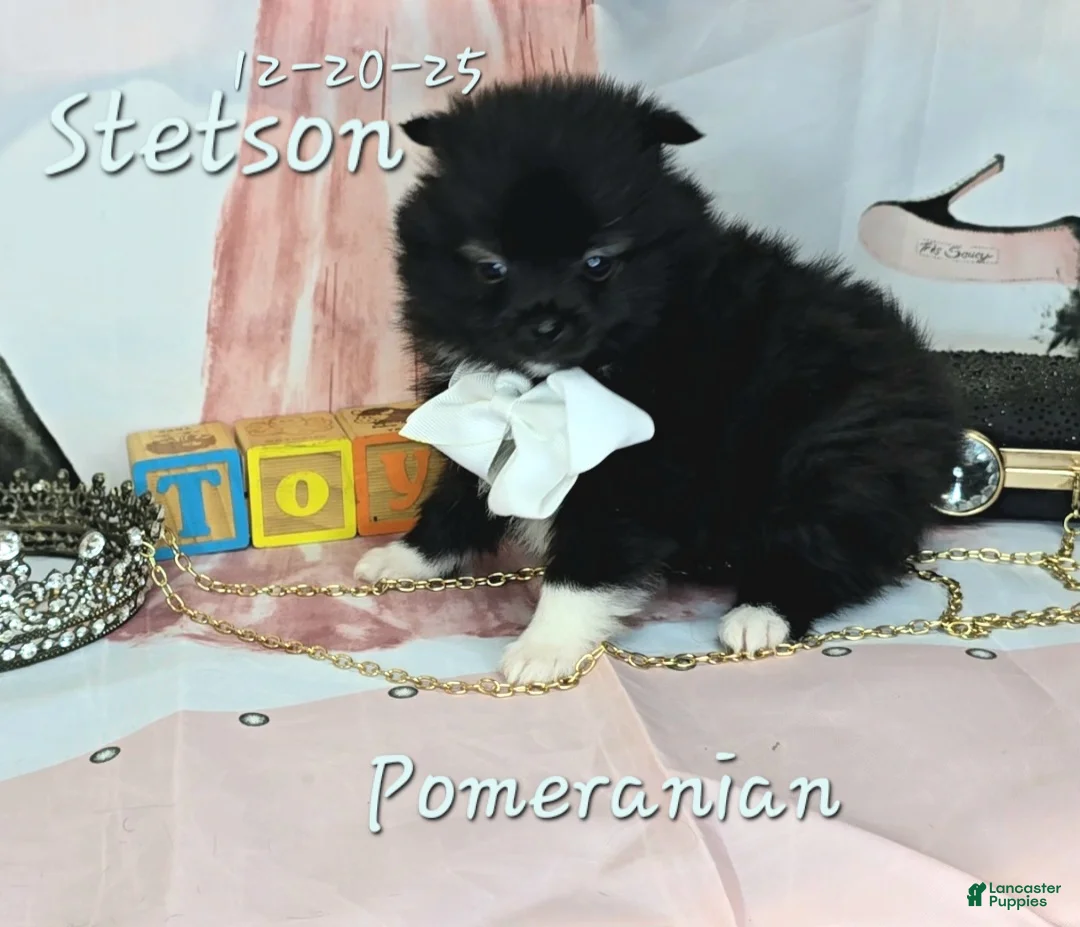 Pomeranian dogs for sale: Pomeranian Puppy 3 - Ad 4