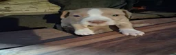 American Pit Bull Terrier dogs for sale: American Pit Bull Terrier 8 - Ad 7