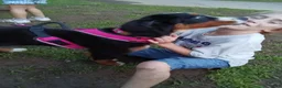 Bernese Mountain Dog dogs for sale: Bernese Mountain Dog 2 - Ad 17