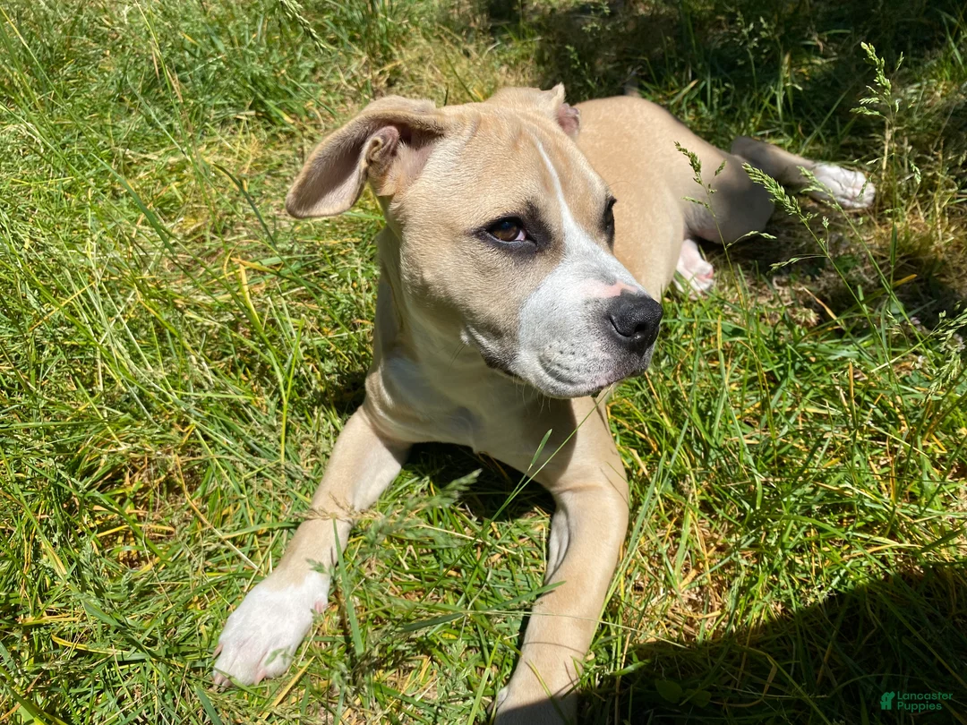 Mixed Breed dogs for sale: Spot - Ad 2