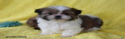 Shih Tzu dogs for sale: Sparkie - Ad 1