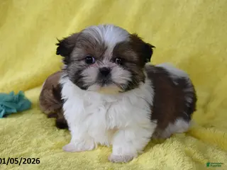 Shih Tzu dogs Sparkie - Ad 6