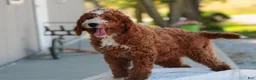 Cavapoo dogs for sale: Blaise Cavapoo  - Ad 4