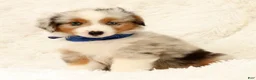 Miniature Australian Shepherd dogs for sale: Blue - Ad 6
