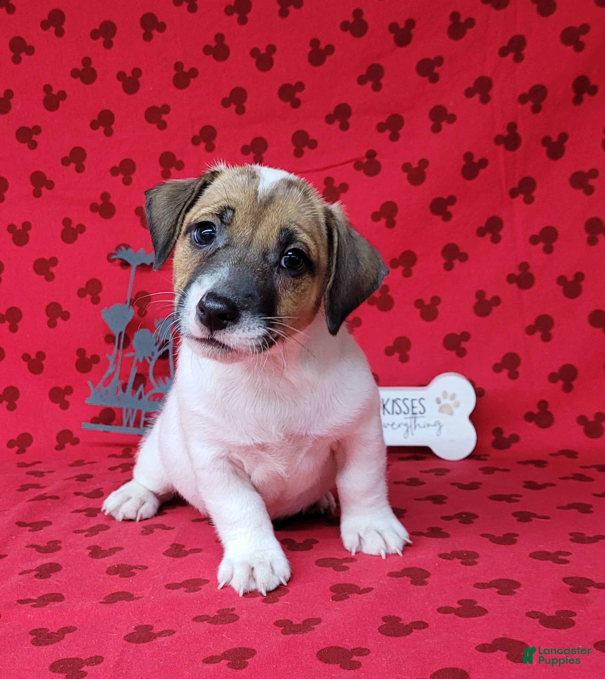Jack Russell Terrier dogs CKC "Pogo" Delivery Available  - Ad 1