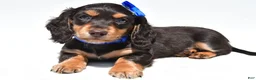 Miniature Dachshund dogs for sale: Duke - Ad 3
