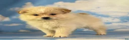 Pomeranian dogs for sale: Tipton - Ad 25