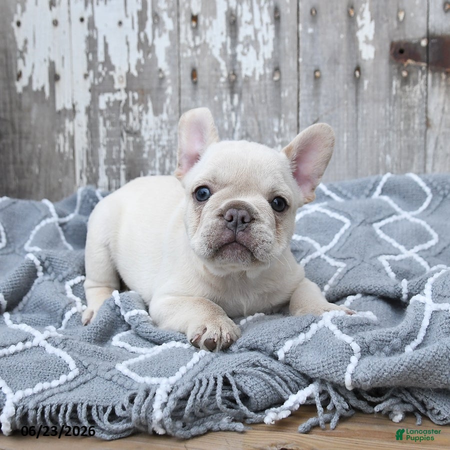 French Bulldog dogs Levi - Ad 1