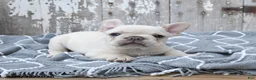 French Bulldog dogs for sale: Levi - Ad 1