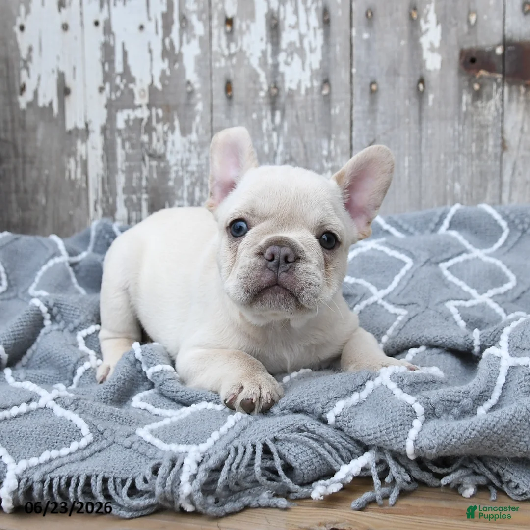 French Bulldog dogs for sale: Levi - Ad 1