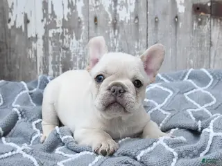 French Bulldog dogs for sale: Levi - Ad 2