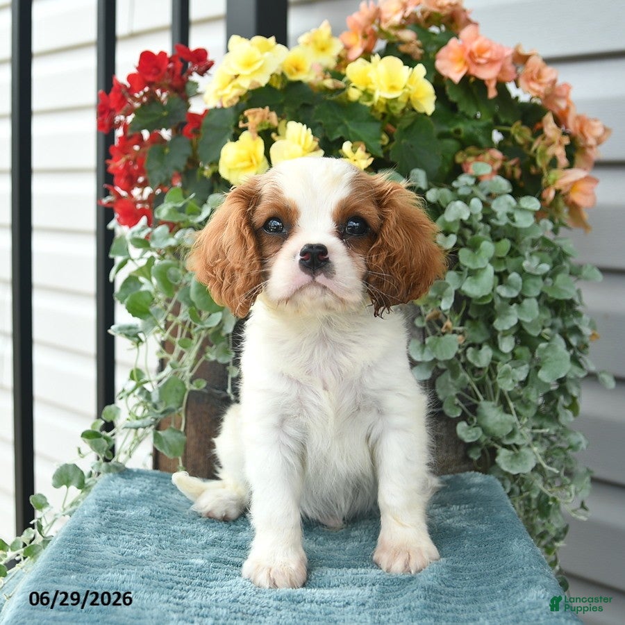 Cavalier King Charles Spaniel dogs Cricket - Ad 1