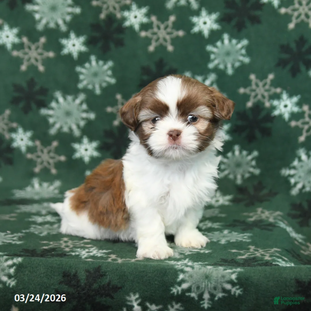 Shih Tzu dogs for sale: Ricky  - Ad 3
