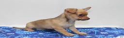 Chihuahua dogs for sale: Chihuahua 2 - Ad 4
