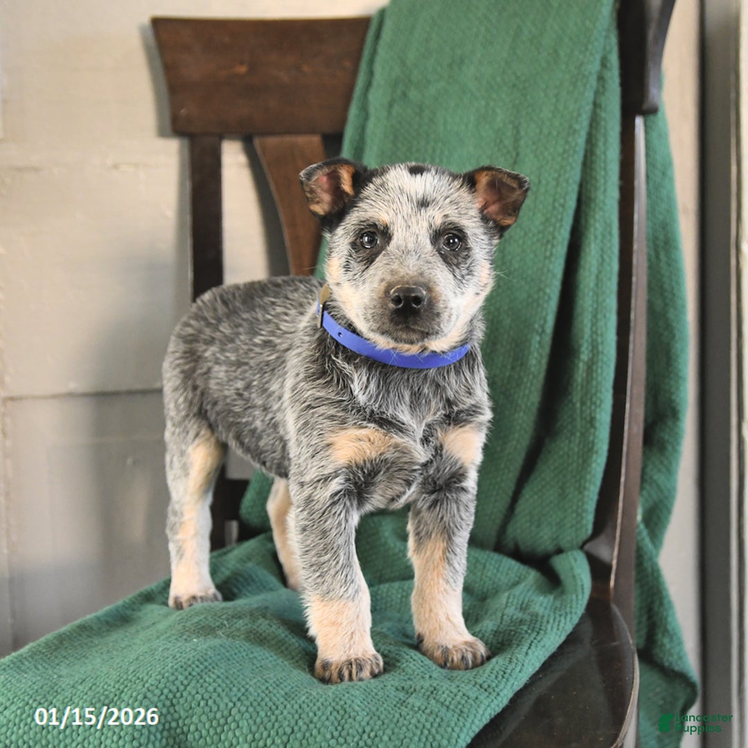 Australian Cattle Dog dogs for sale: Mars  - Ad 1