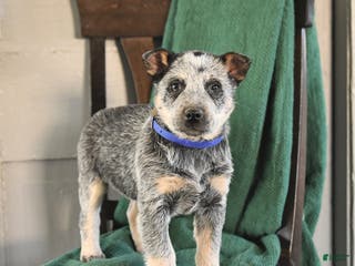 Australian Cattle Dog dogs Mars - Ad 26