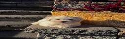 Coton De Tulear dogs for sale: Chippy  - Ad 3