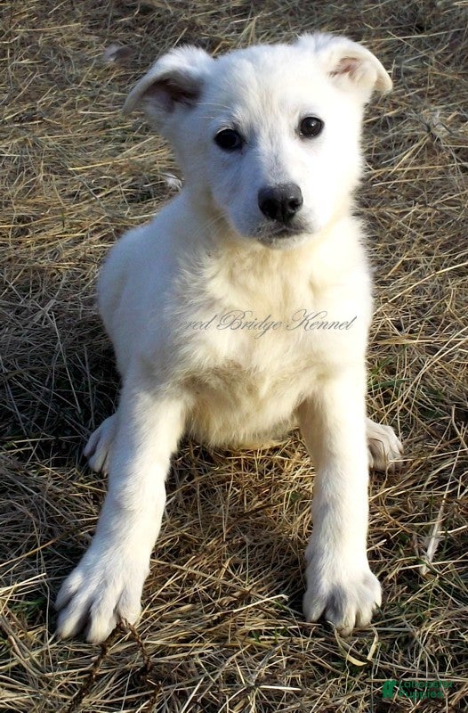 German Shepherd dogs Snow - Ad 21