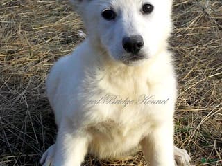 German Shepherd dogs Snow - Ad 35