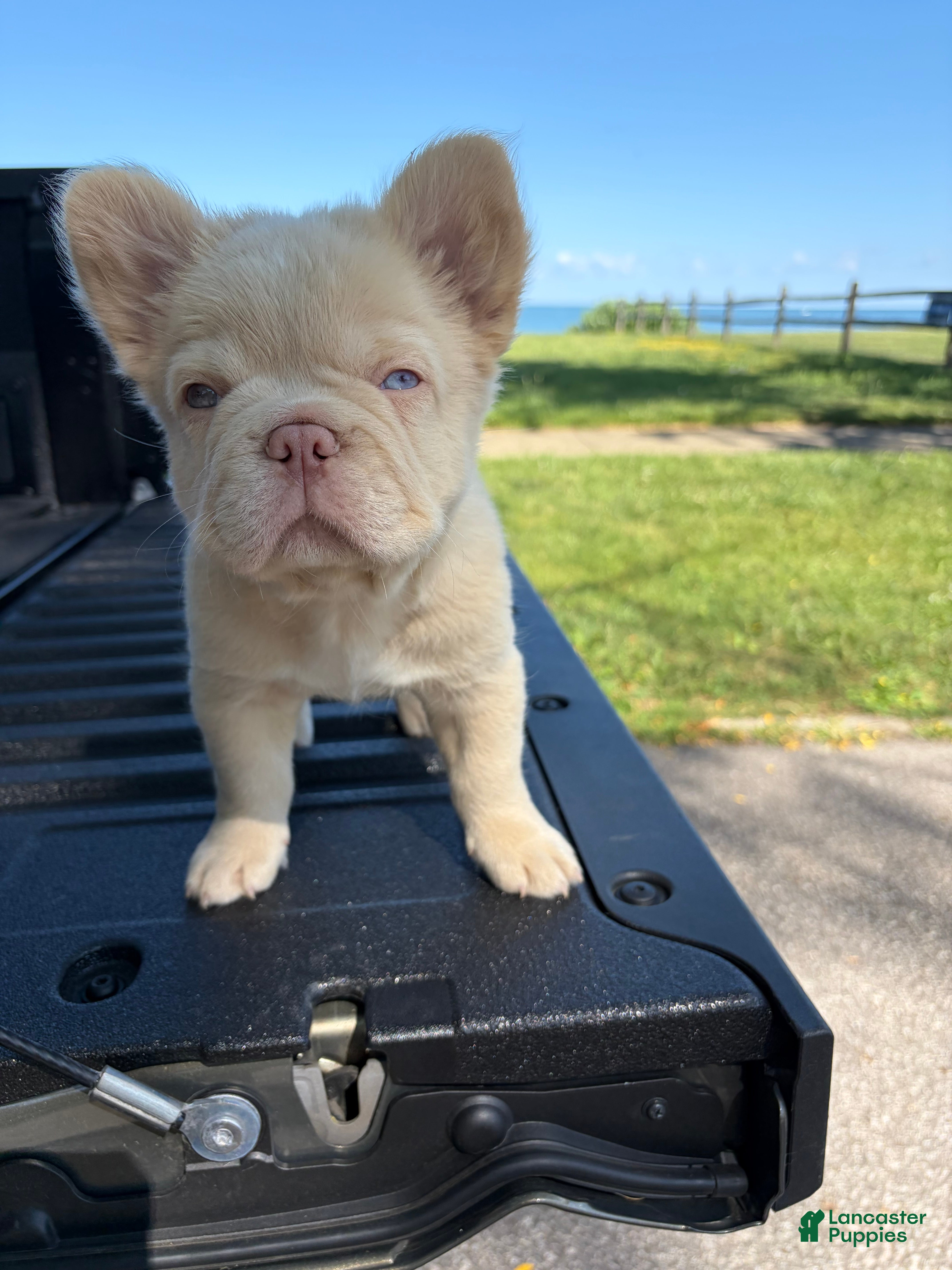 French Bulldog dogs French Bulldog 6 - Ad 1
