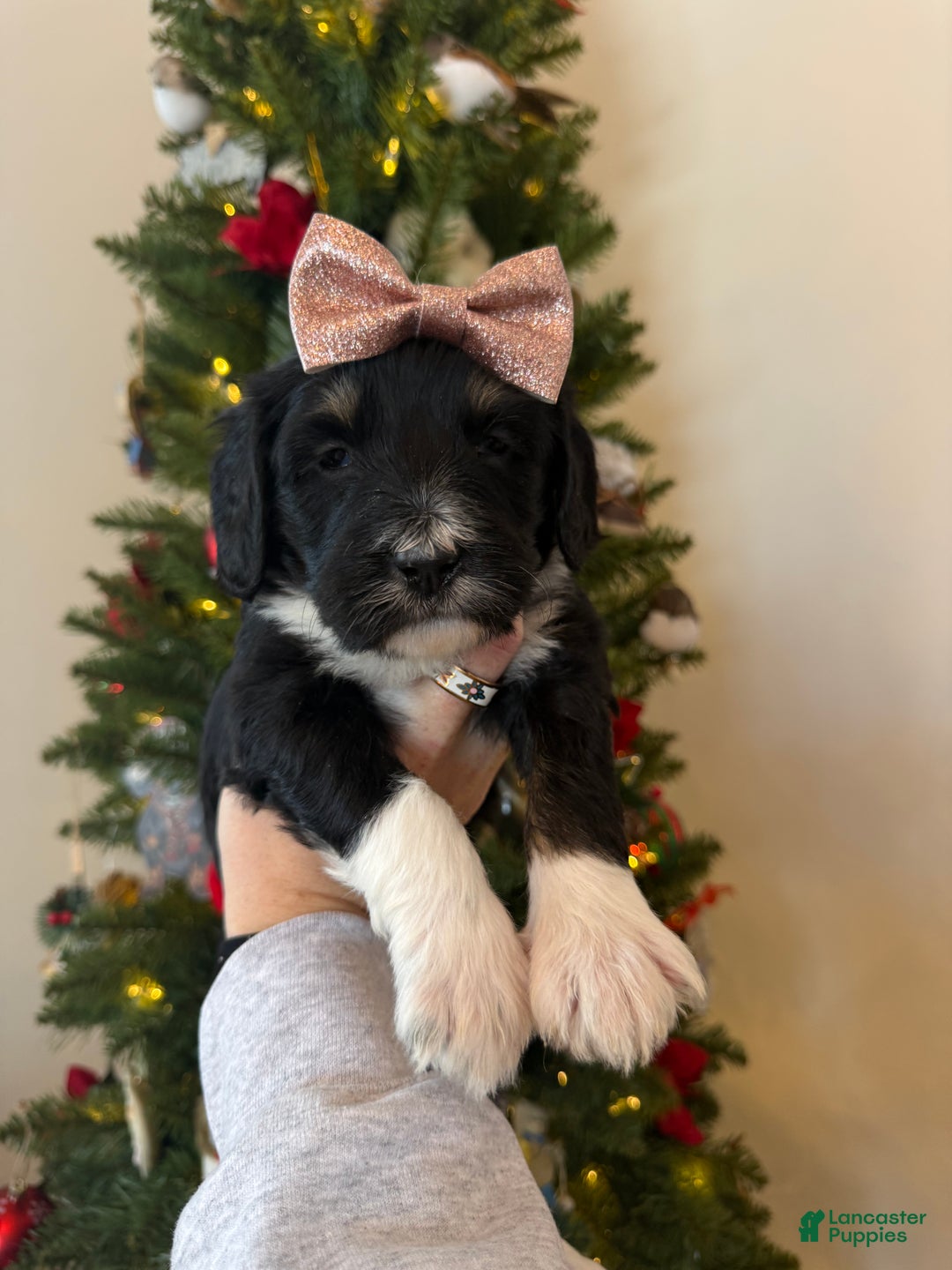 Mixed Breed dogs for sale: Frannie - Ad 6